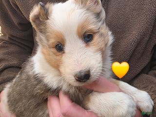 Shetland Sheepdog dogs Shetland Sheepdog Puppy 4 - Ad 8