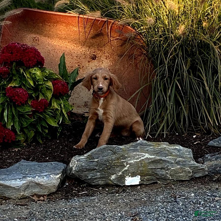 Mini Goldendoodle dogs for sale: Holly - Ad 1