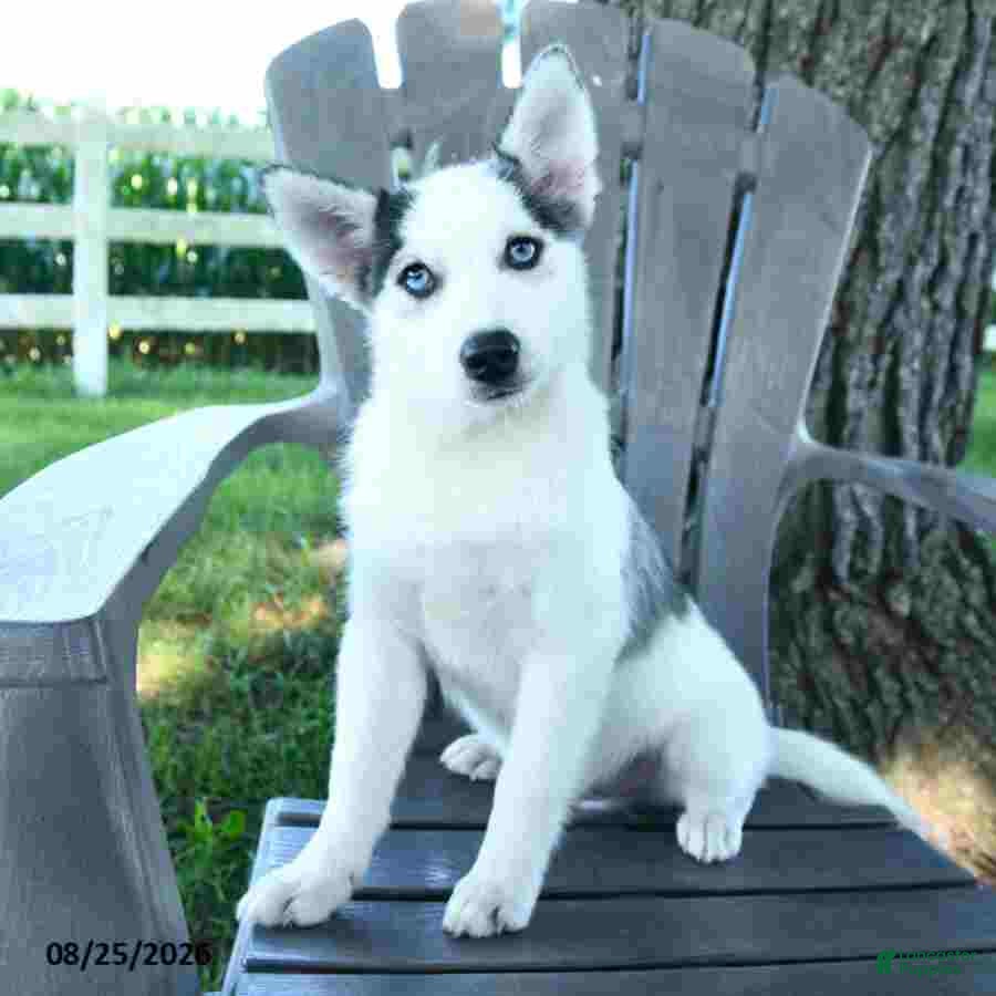 Pomsky dogs Asher - Ad 2