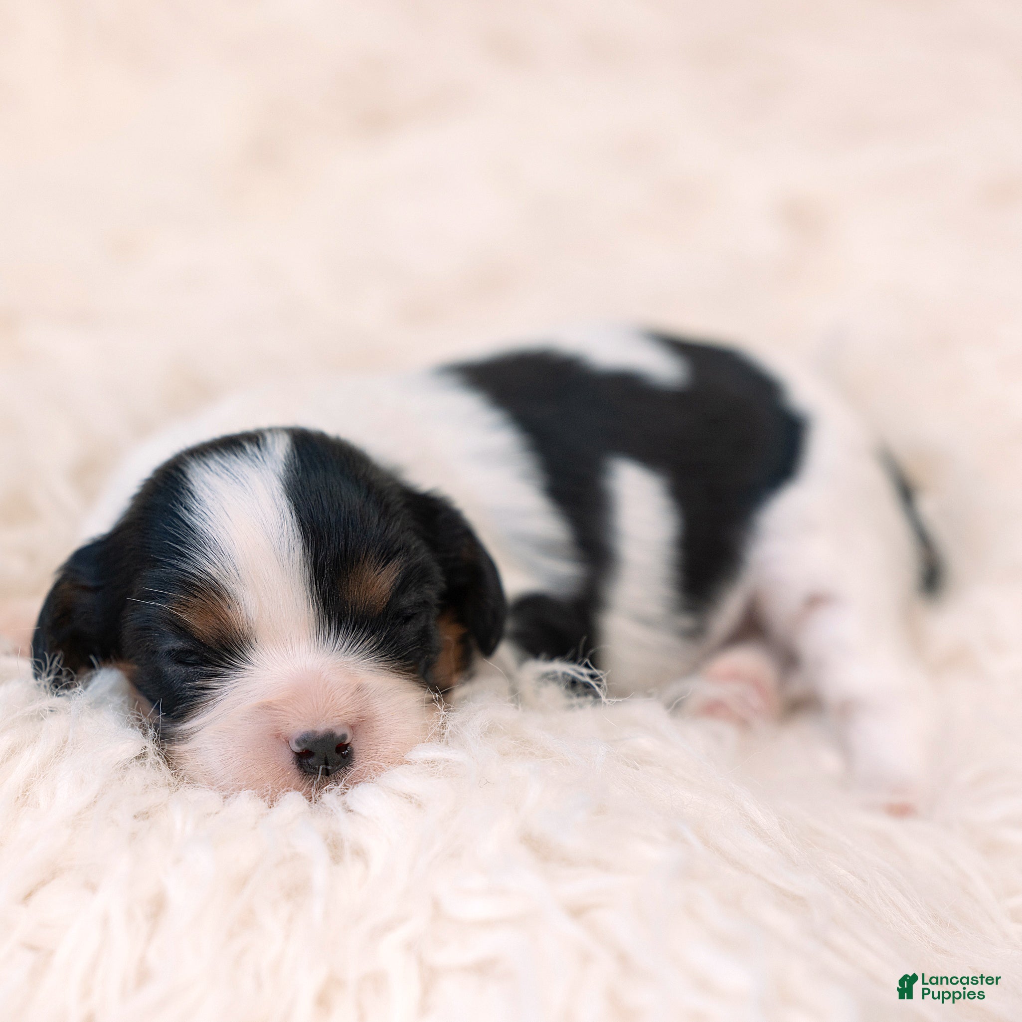 Cavalier King Charles Spaniel dogs Midnight Cavalier King Charles Spaniel  - Ad 1