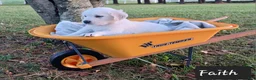 Golden Retriever dogs for sale: Faith  - Ad 5