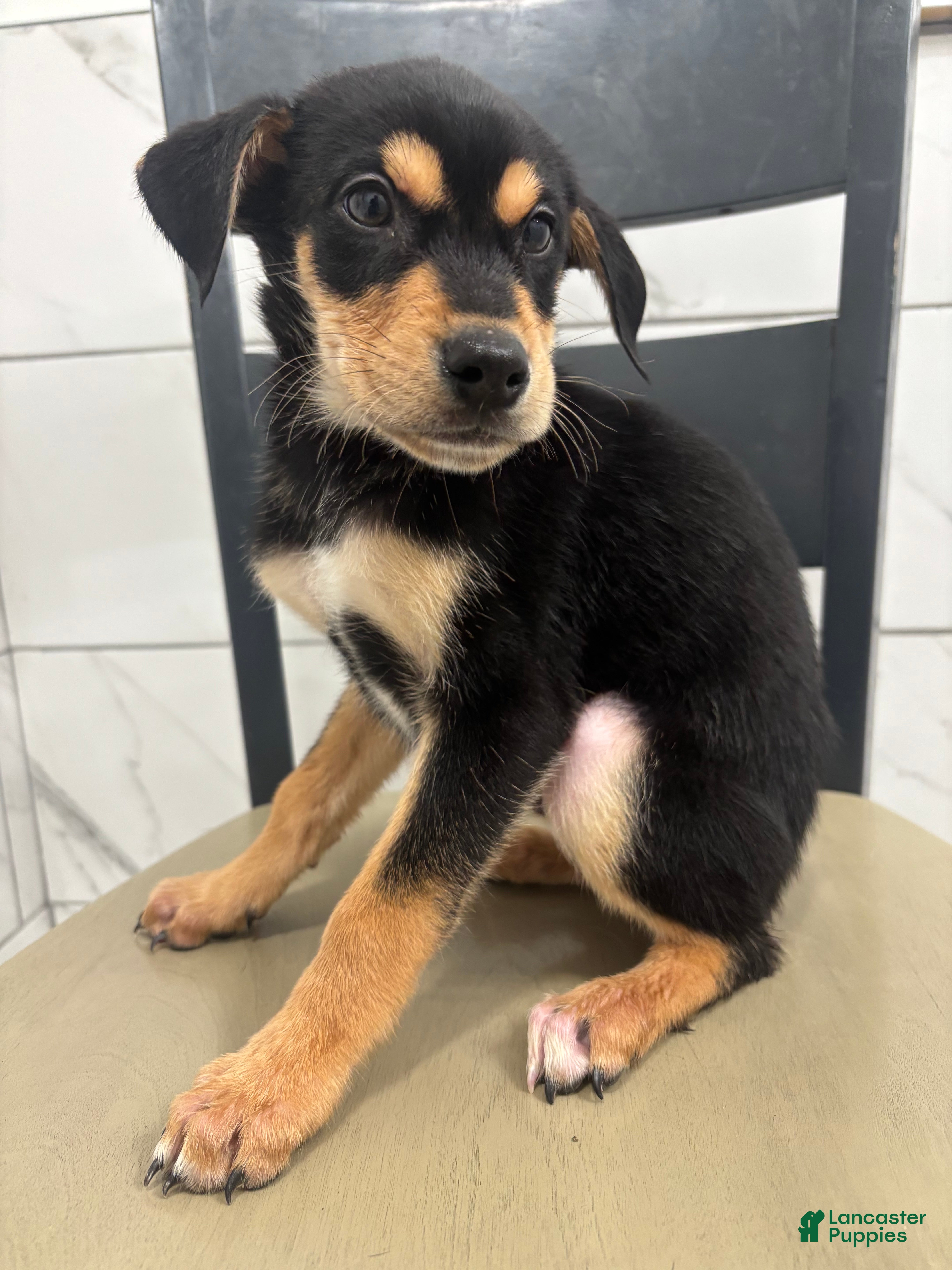 Mixed Breed dogs Mixed Breed Puppy 1 - Ad 2