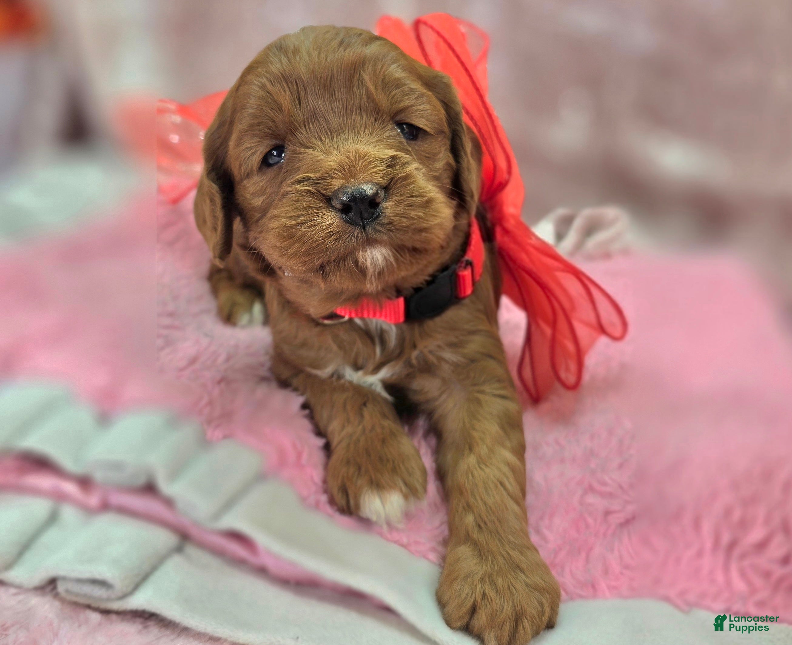 Cavapoo dogs Denali - Ad 24