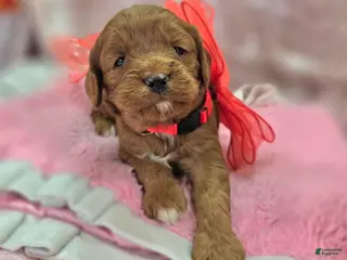 Cavapoo dogs Denali - Ad 24