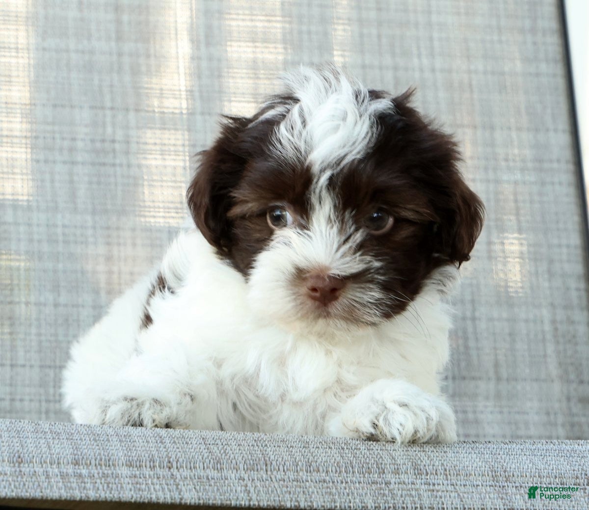 Havanese dogs for sale: Lucky - Ad 7
