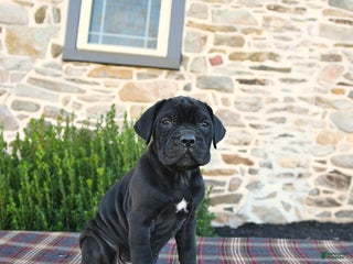 Cane Corso dogs - Ad 18