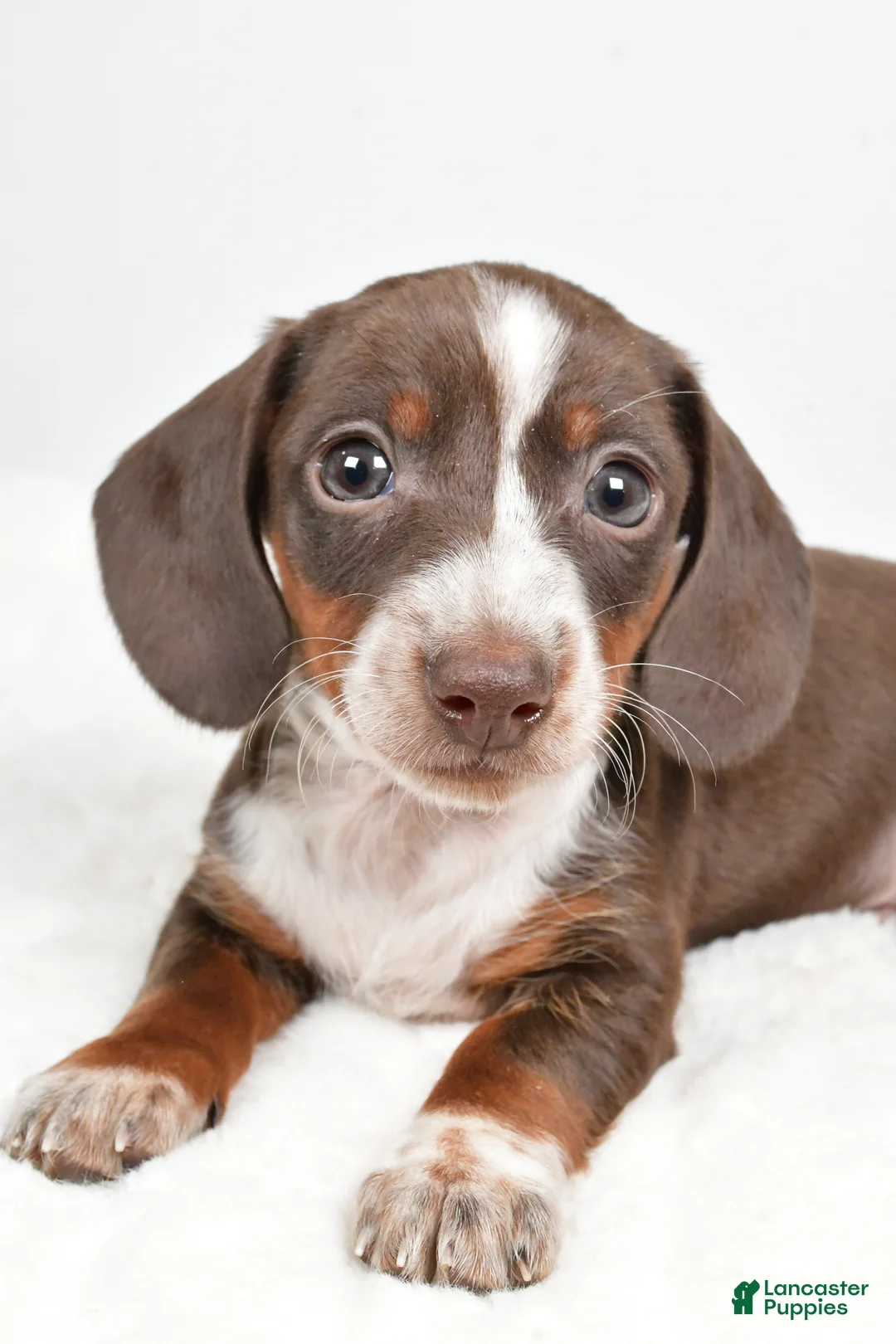 Dachshund dogs for sale: Theo - Ad 4