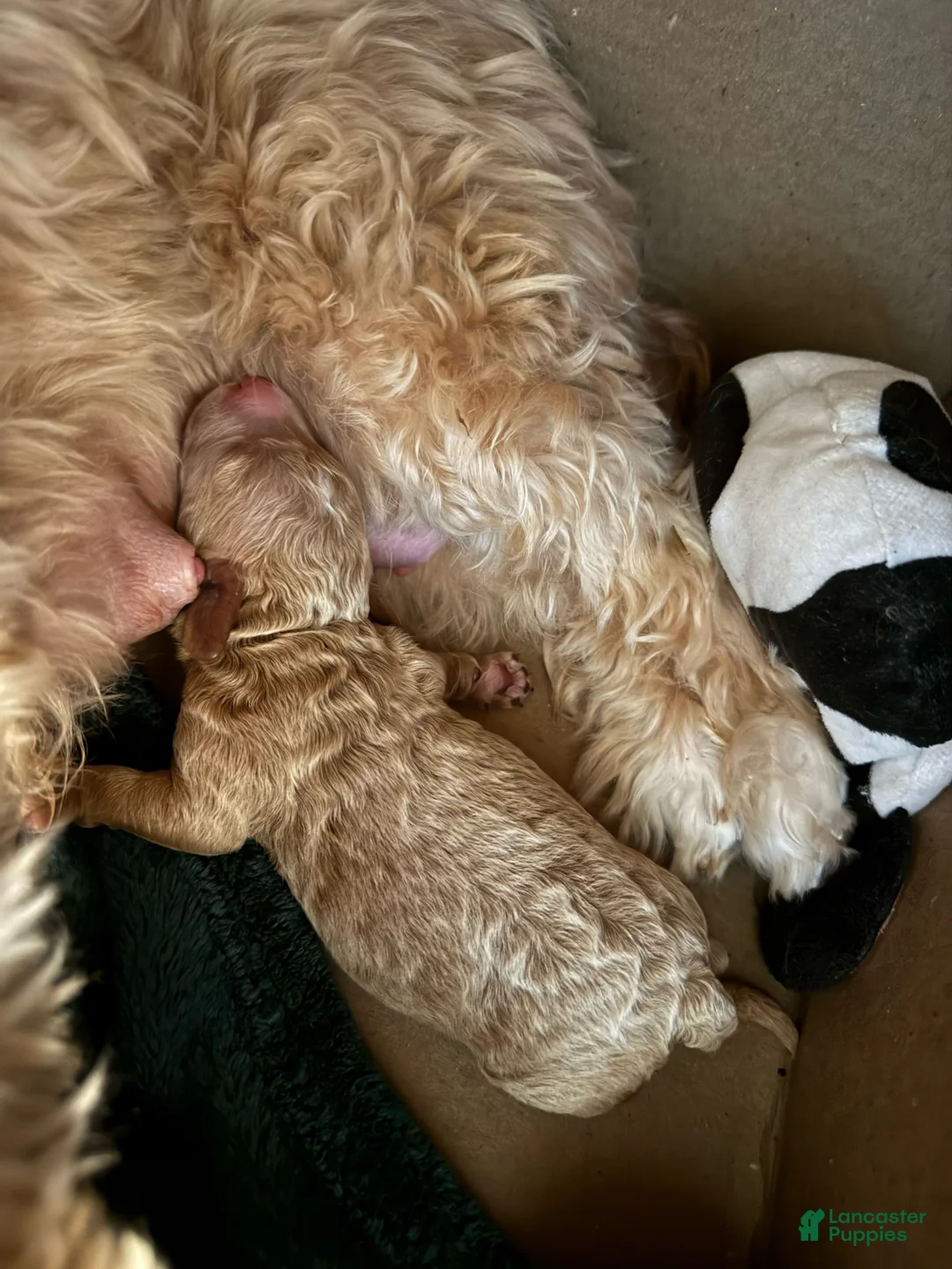 Maltipoo dogs for sale:     Coco - Ad 1