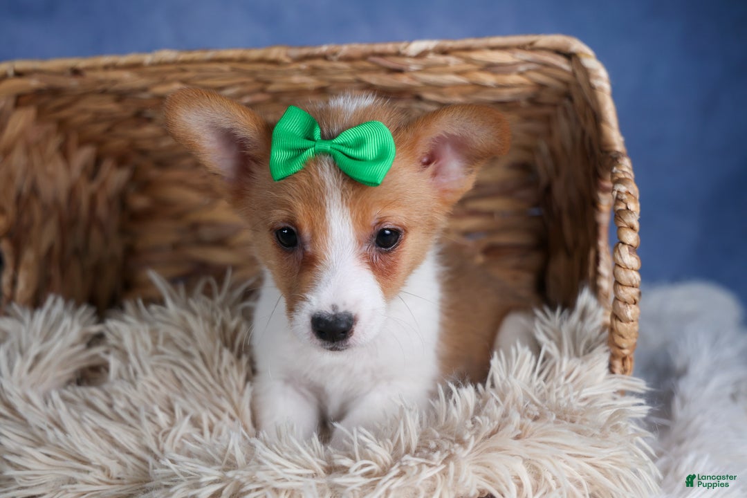 Welsh Corgi Pembroke dogs for sale: Larson - Ad 10