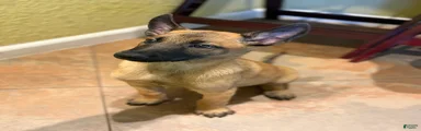 Puppy 1