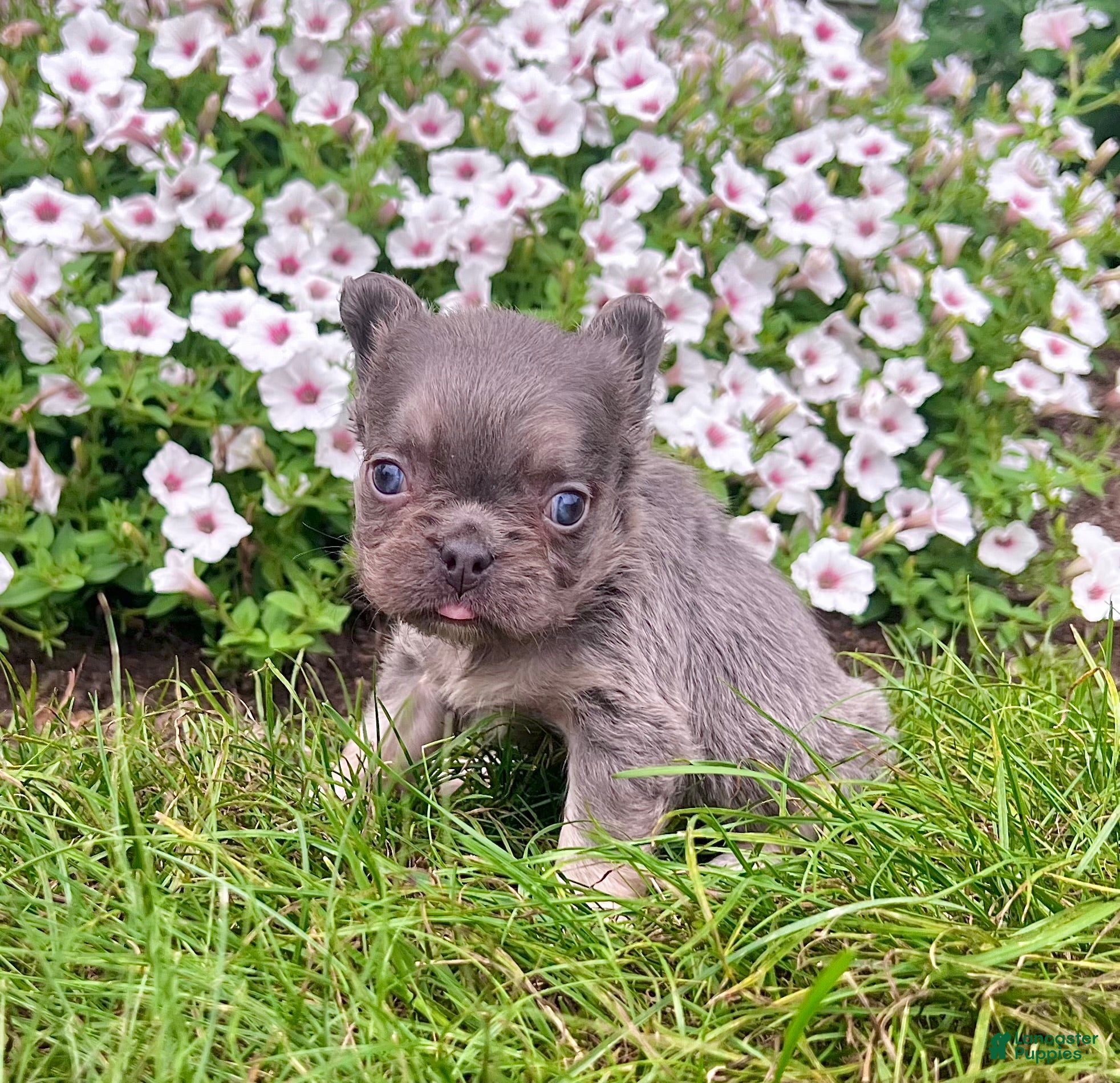 French Bulldog dogs Bliss - Ad 1