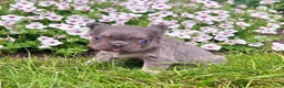 French Bulldog dogs for sale: Bliss - Ad 1