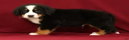 Bernese Mountain Dog dogs for sale: Buddy - Ad 8