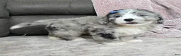Mini Bernedoodle dogs for sale: Mini Walt - Ad 16