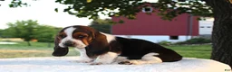 Basset Hound dogs for sale: Penny - Ad 2