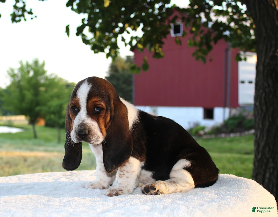 Basset Hound dogs for sale: Penny - Ad 2