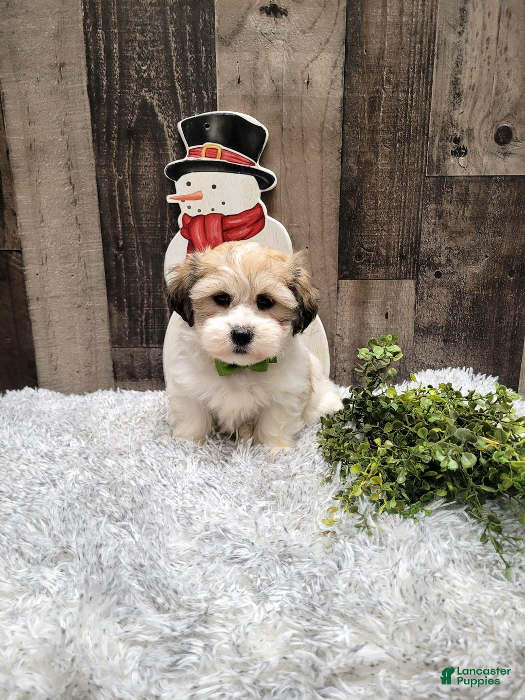 Teddy Bear dogs for sale: Waffles - Ad 2