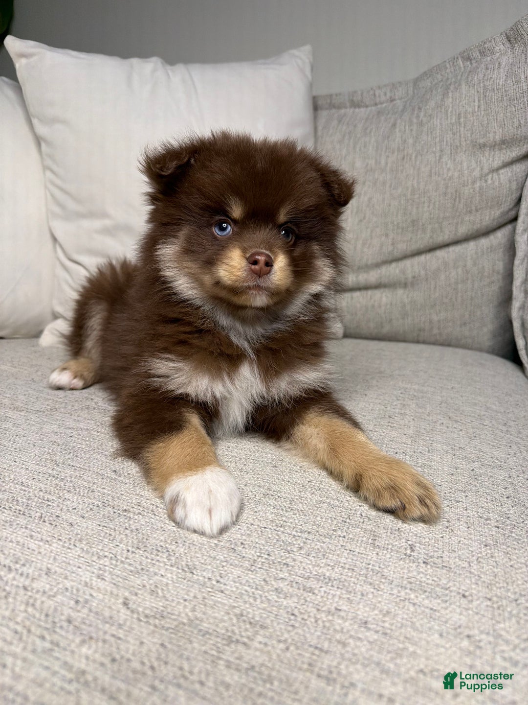 Pomsky dogs for sale: Teddy - Ad 12