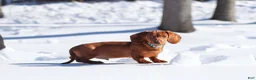 Dachshund dogs for sale: Harry - Ad 13