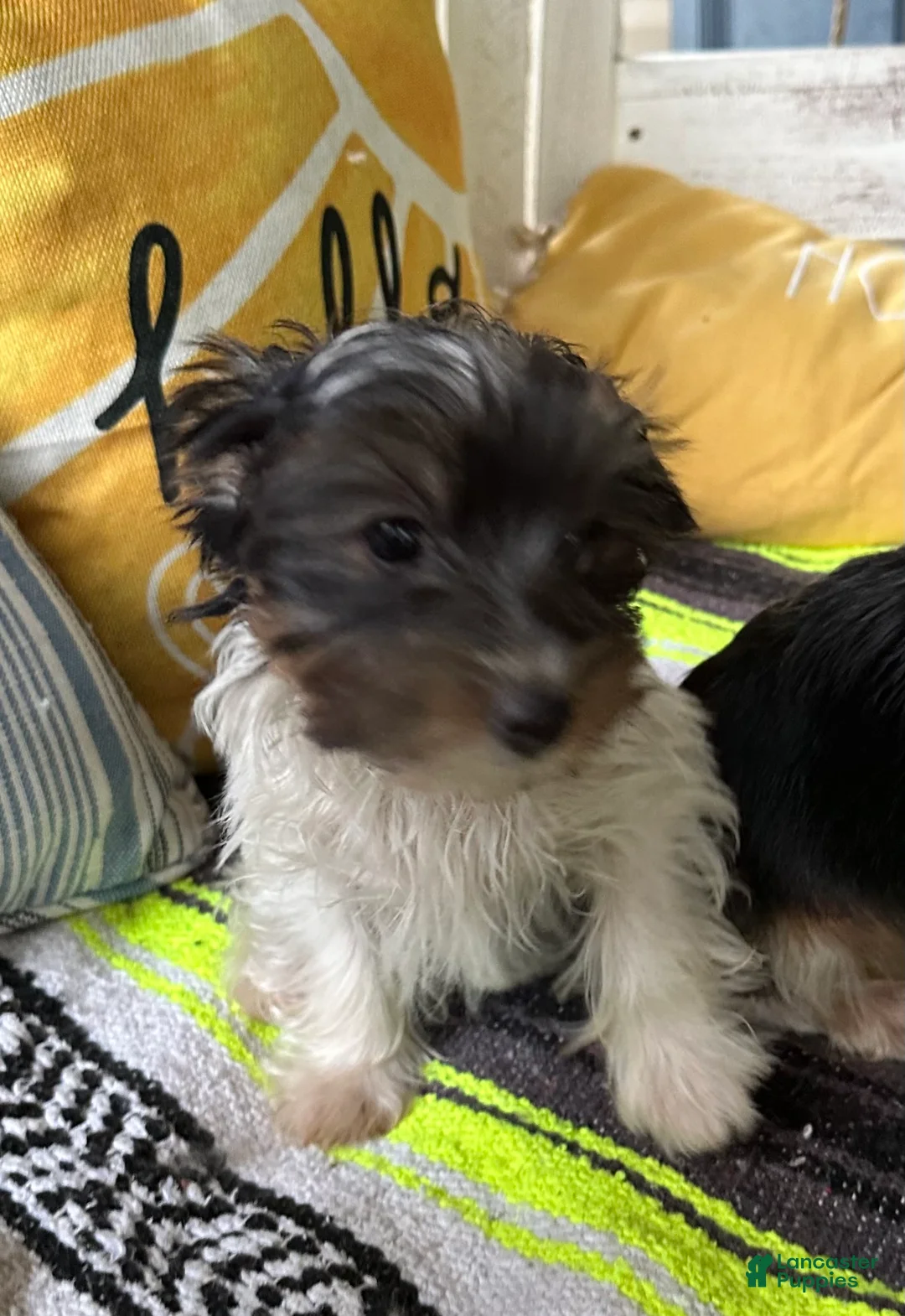 Yorkshire Terrier dogs for sale: Yorkshire Terrier 1 - Ad 2