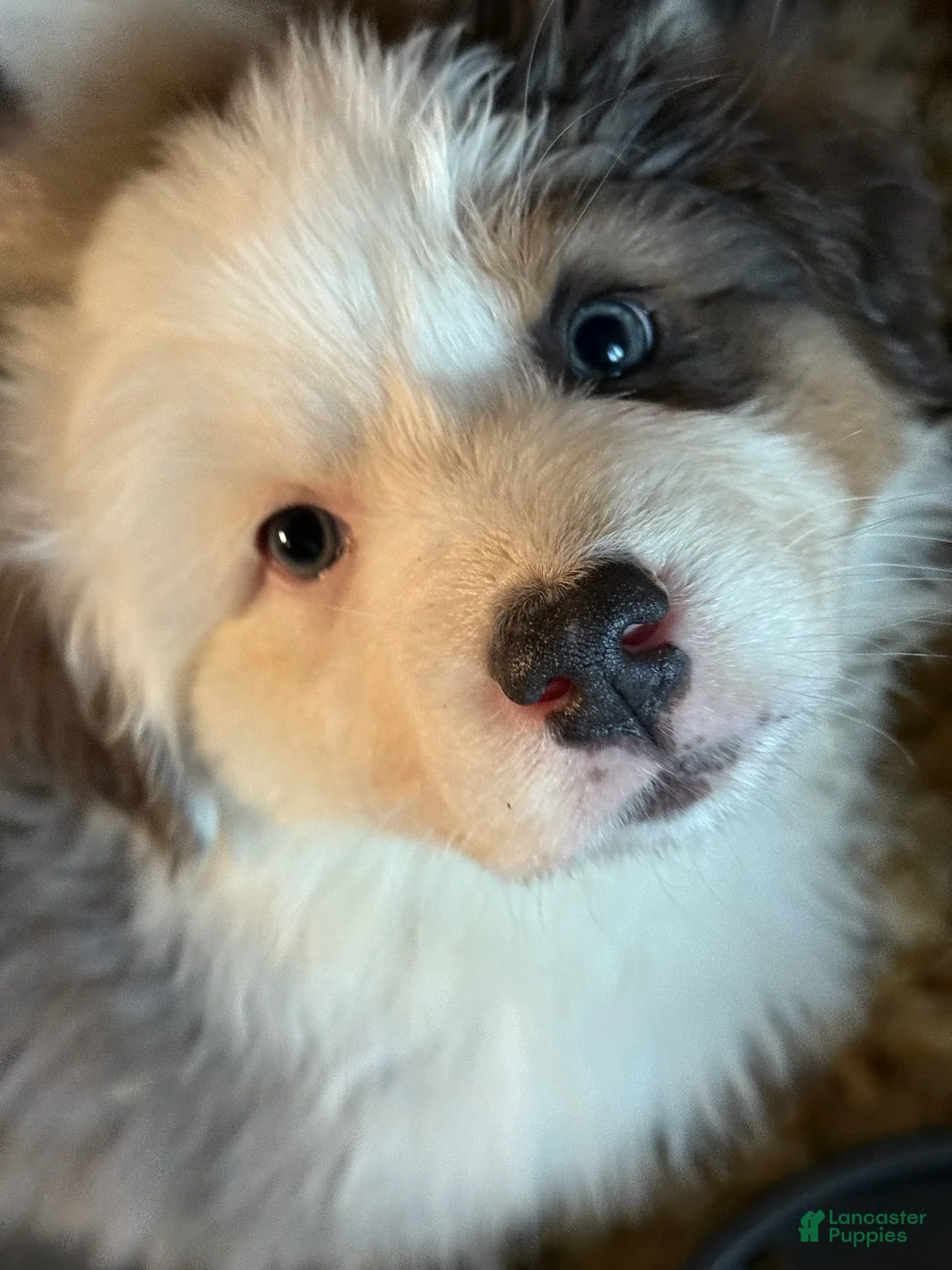 Australian Shepherd dogs for sale: Australian Shepherd Puppy 2 - Ad 9