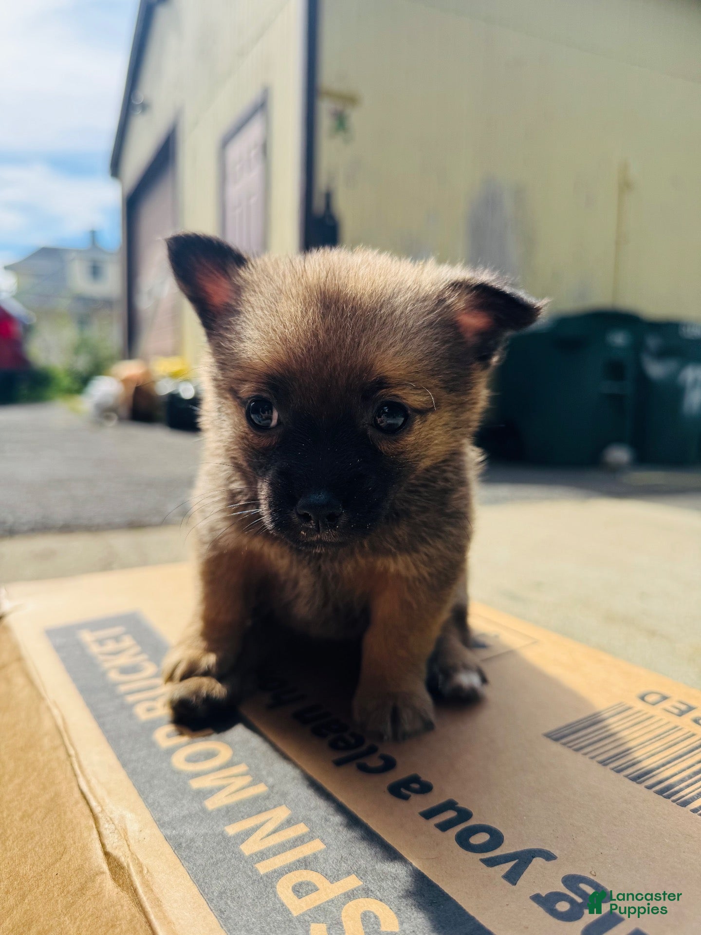 Mixed Breed dogs Mixed Breed 3 - Ad 22