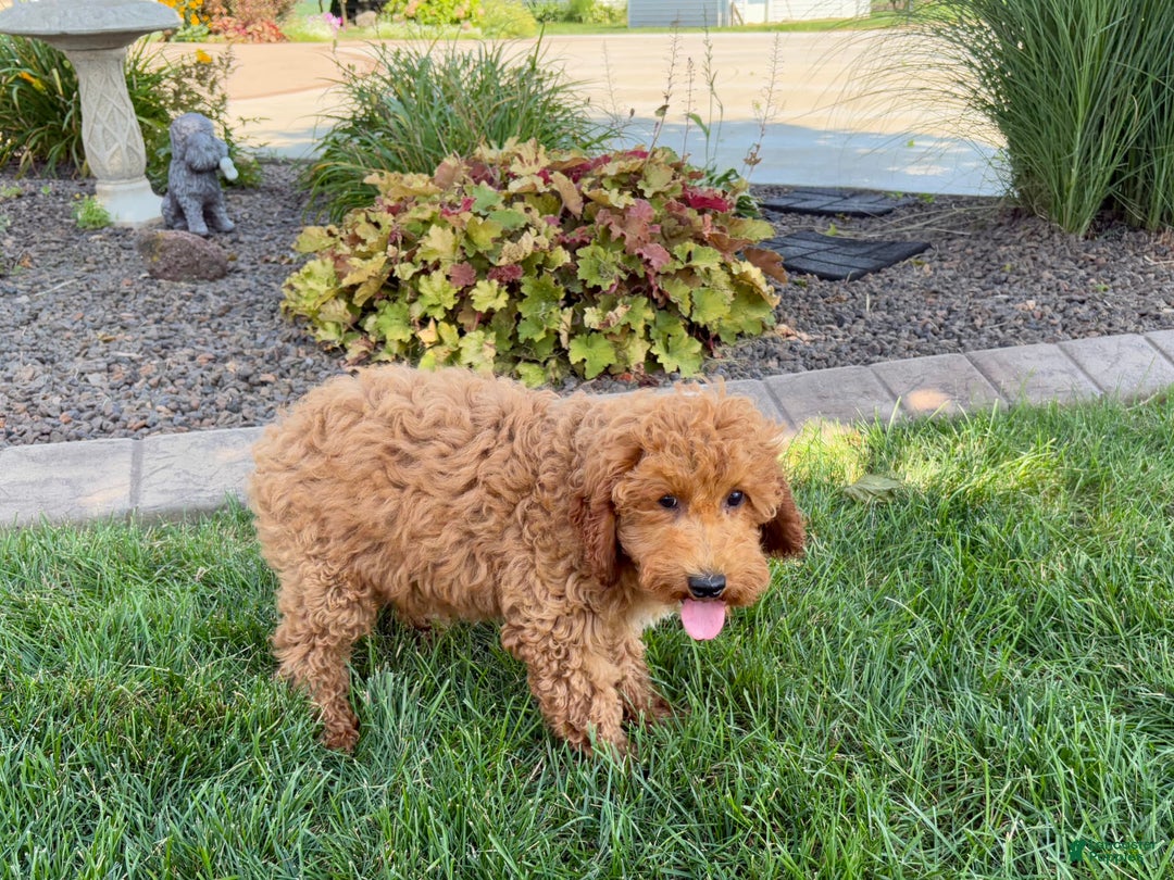 Cockapoo dogs for sale: Sam - Ad 8
