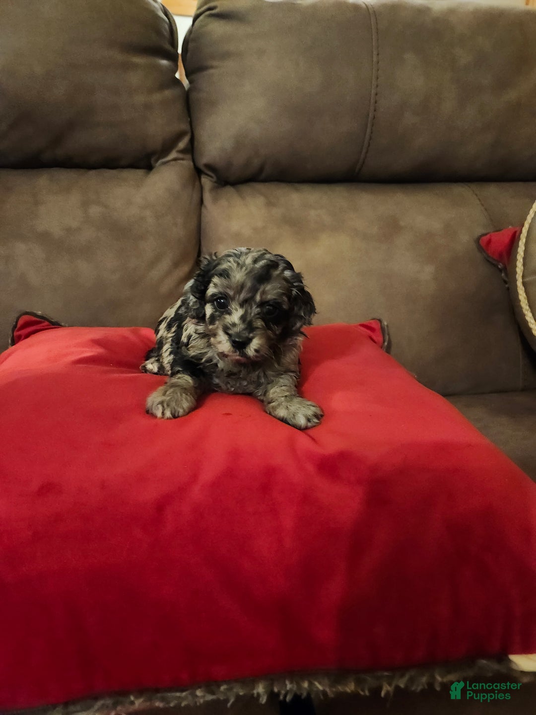 Mini Goldendoodle dogs for sale: Mini Goldendoodle Puppy 3 - Ad 7