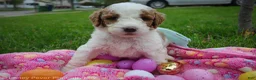 Goldendoodle dogs for sale: Miss Hot Pink - Ad 6