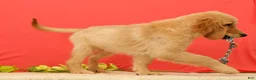 Golden Retriever dogs for sale: Pumpkin - Ad 5