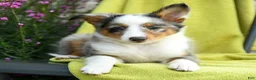 Shetland Sheepdog dogs for sale: Sterling - Ad 3