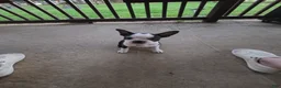 Boston Terrier dogs for sale: Panda - Ad 2