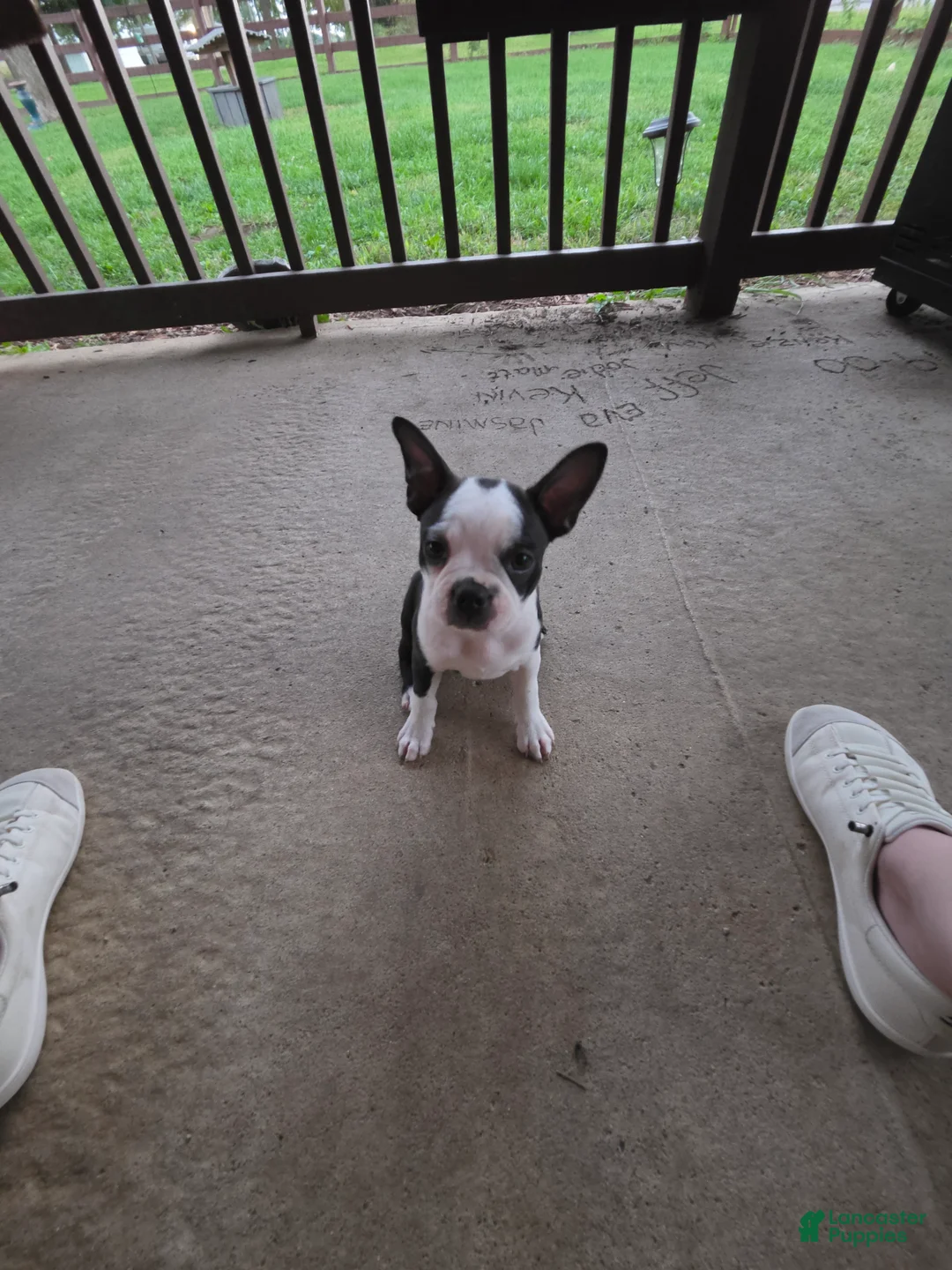 Boston Terrier dogs for sale: Panda - Ad 2