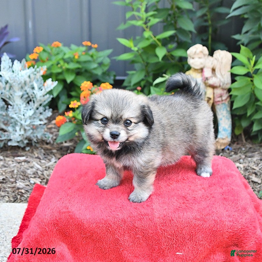 Mixed Breed dogs Faith - Ad 1
