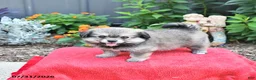 Mixed Breed dogs for sale: Faith - Ad 1