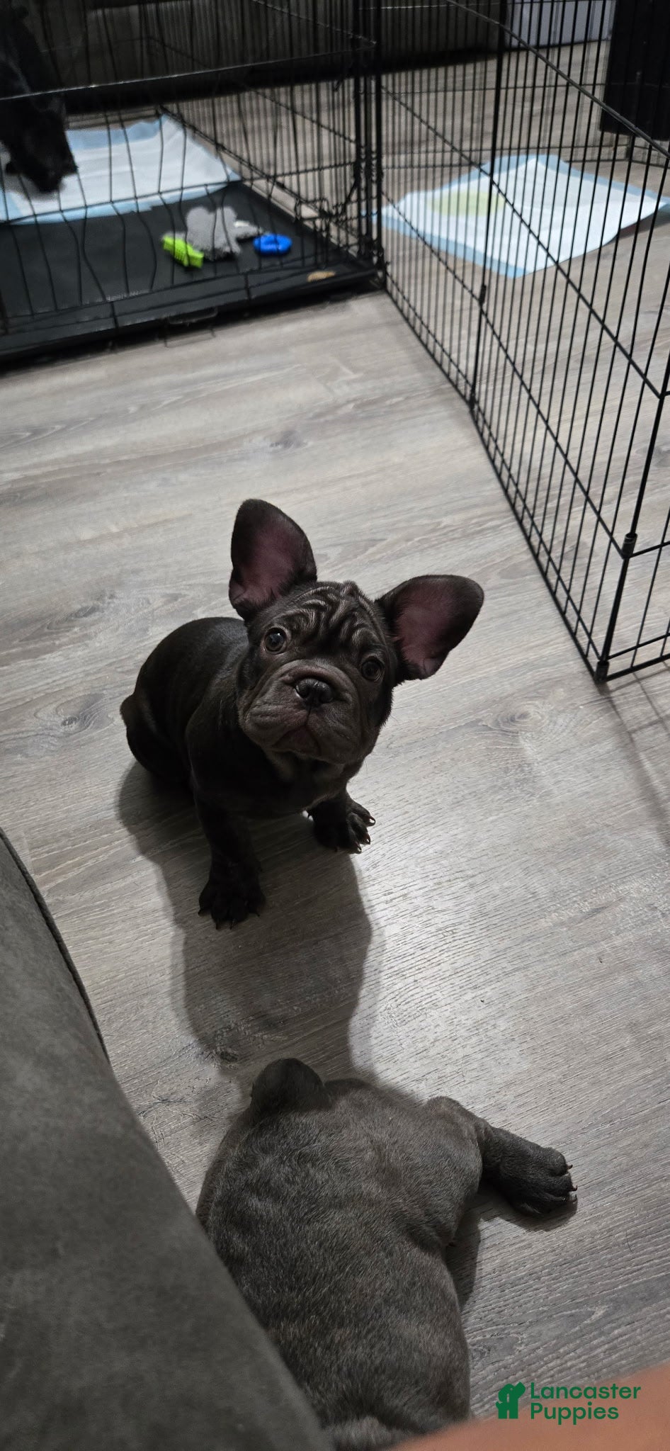 French Bulldog dogs for sale: Hippo  - Ad 3