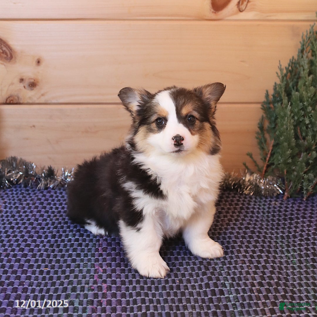 Welsh Corgi Pembroke dogs for sale: Hazel - Ad 5