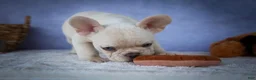 French Bulldog dogs for sale: Tansy🌸 - Ad 7