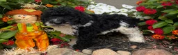 Miniature Poodle dogs for sale: Sam - Ad 3