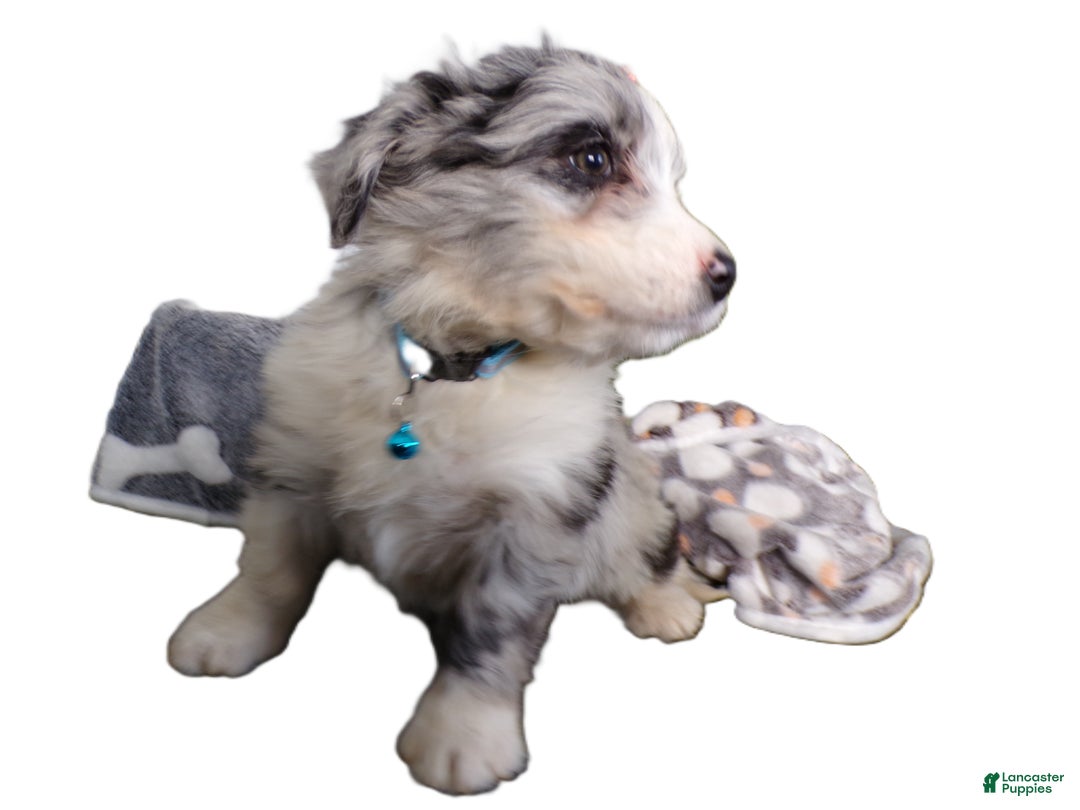 Mini Aussiedoodle dogs for sale: Mini Aussiedoodle Puppy 5 Micky - Ad 2