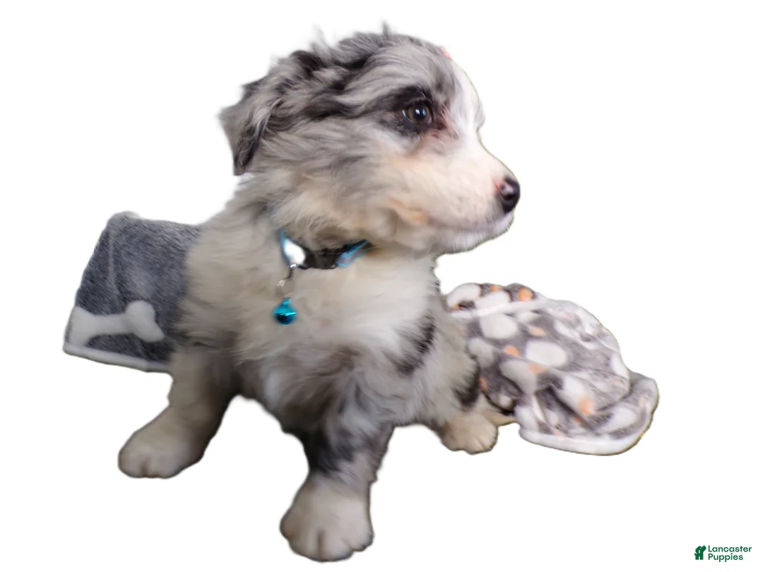 Mini Aussiedoodle dogs for sale: Mini Aussiedoodle Puppy 5 Micky - Ad 2
