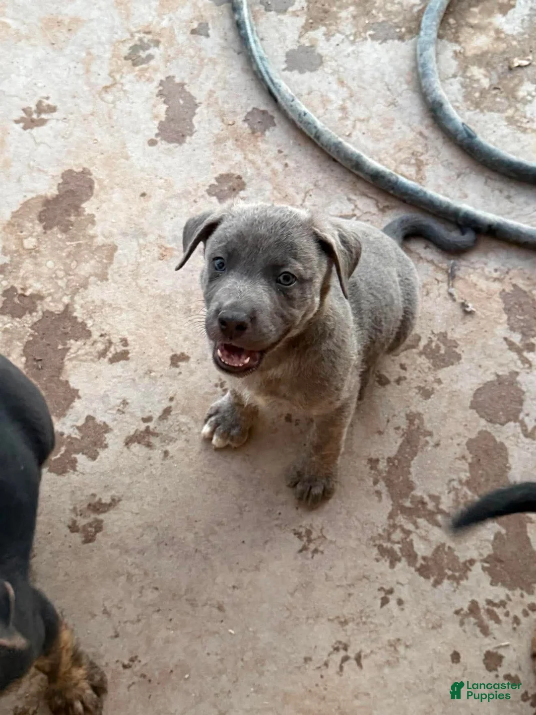 Mixed Breed dogs for sale:  Ryder - Ad 1