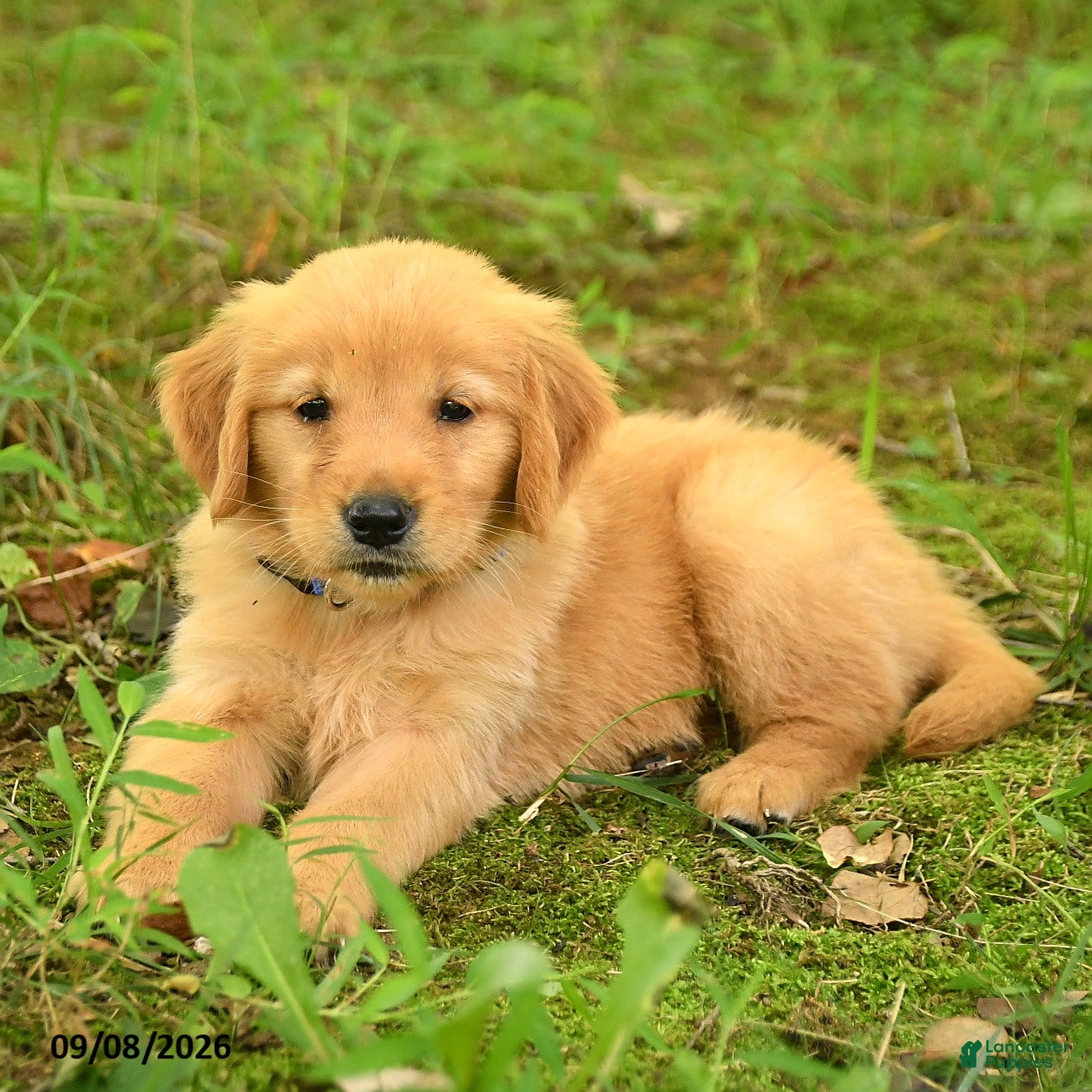 Golden Retriever dogs Daisy - Ad 2