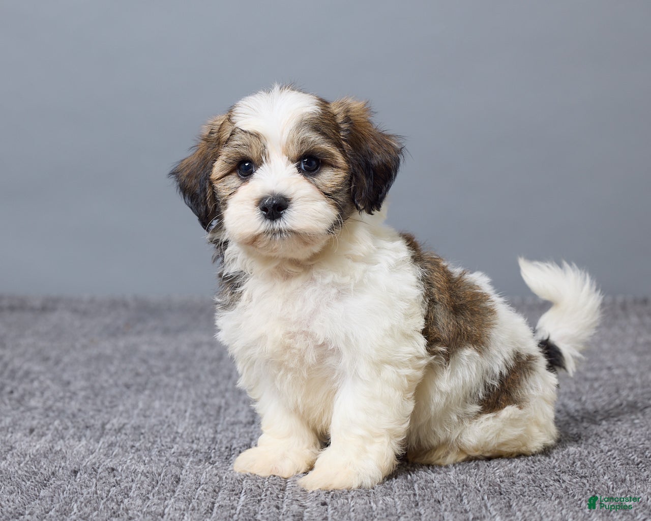 Teddy Bear dogs Lance - Ad 2