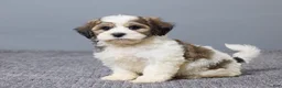 Teddy Bear dogs for sale: Lance - Ad 2