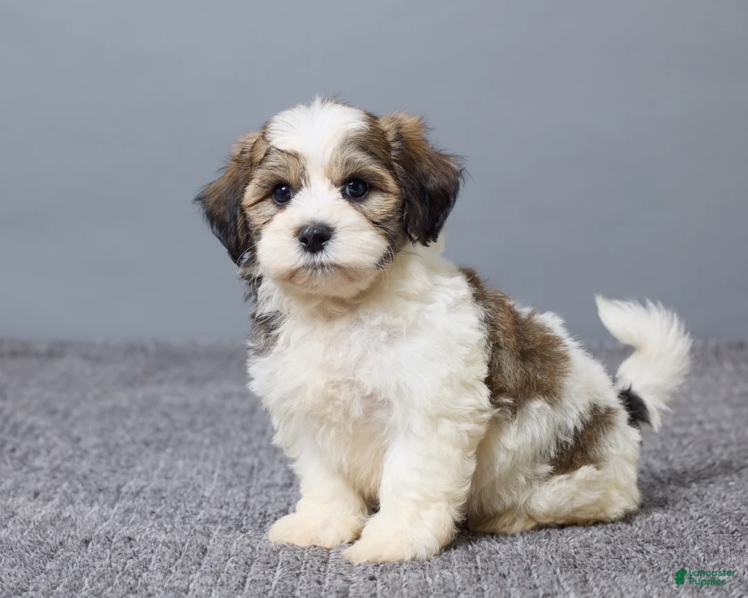 Teddy Bear dogs for sale: Lance - Ad 2