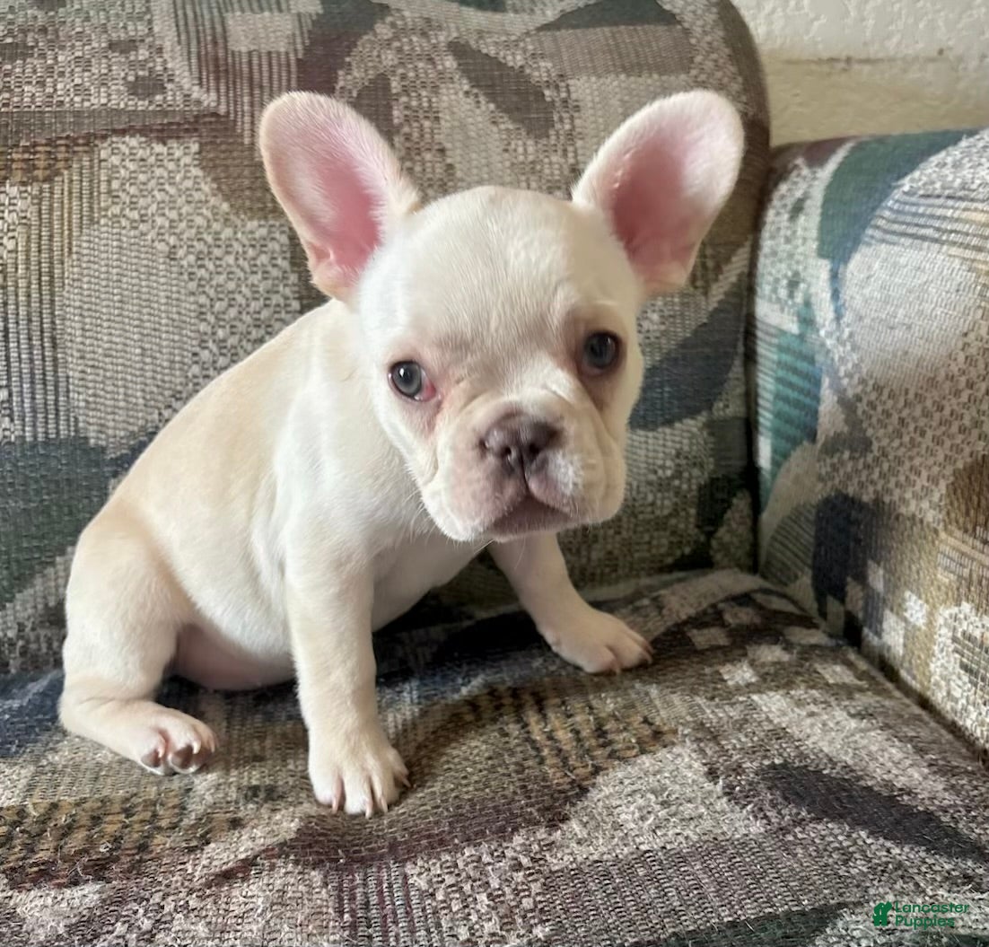 French Bulldog dogs SNOW WHITE aka SNOW -  Our Rare White French Bulldog Princess! - Ad 1
