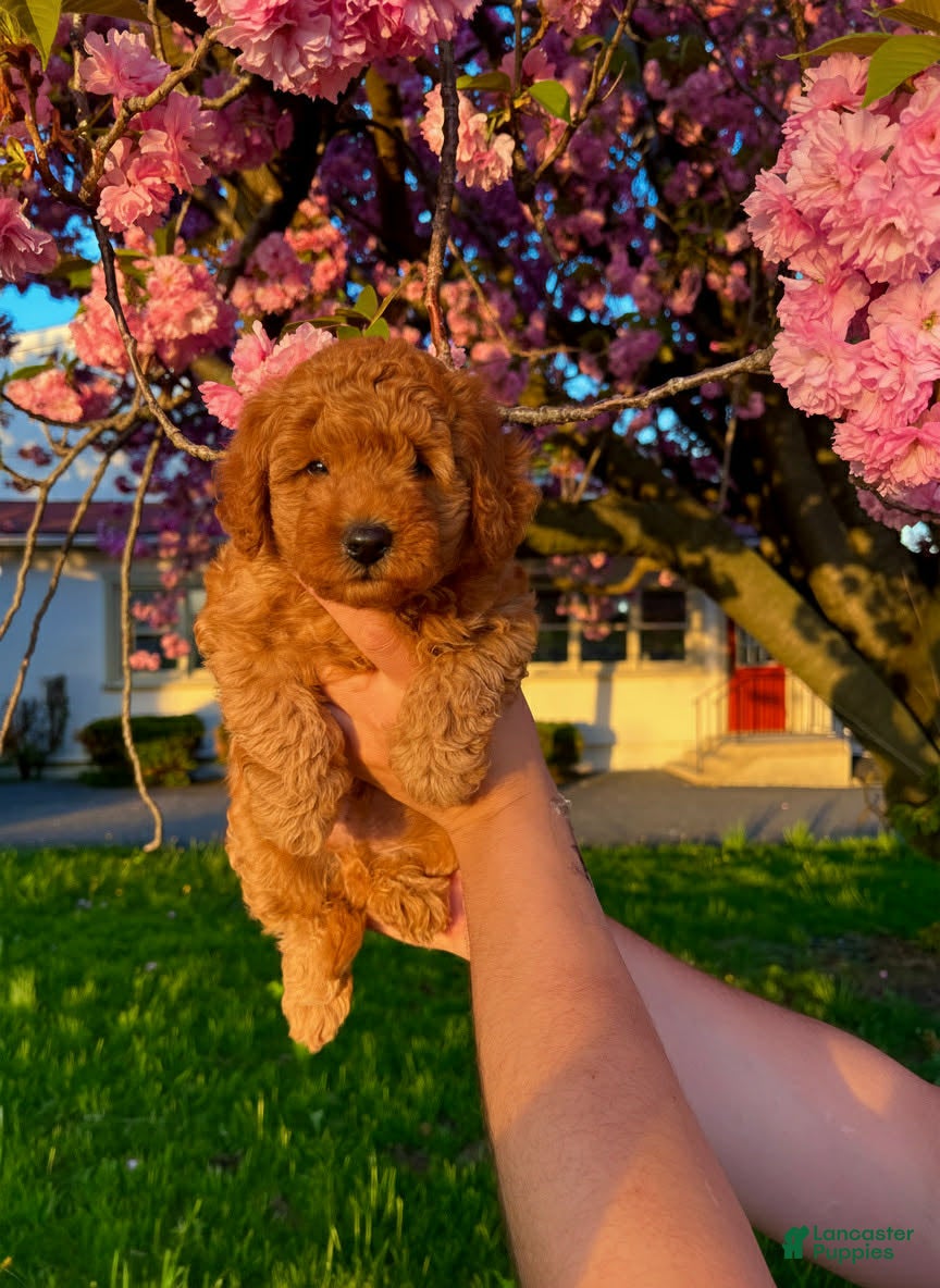 Toy Poodle dogs Bear - Ad 1