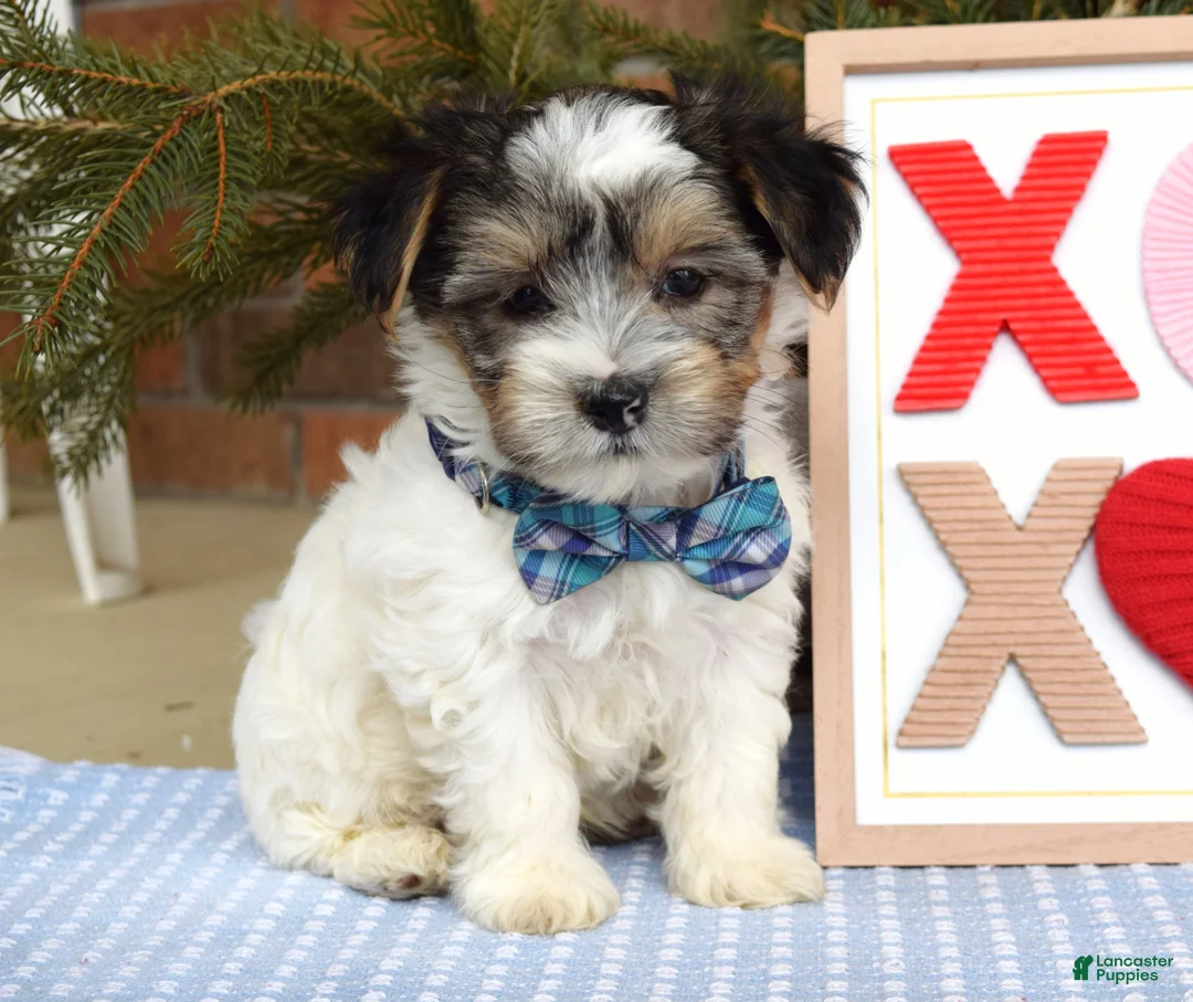 Yorkshire Terrier dogs for sale: Patrick  - Ad 6