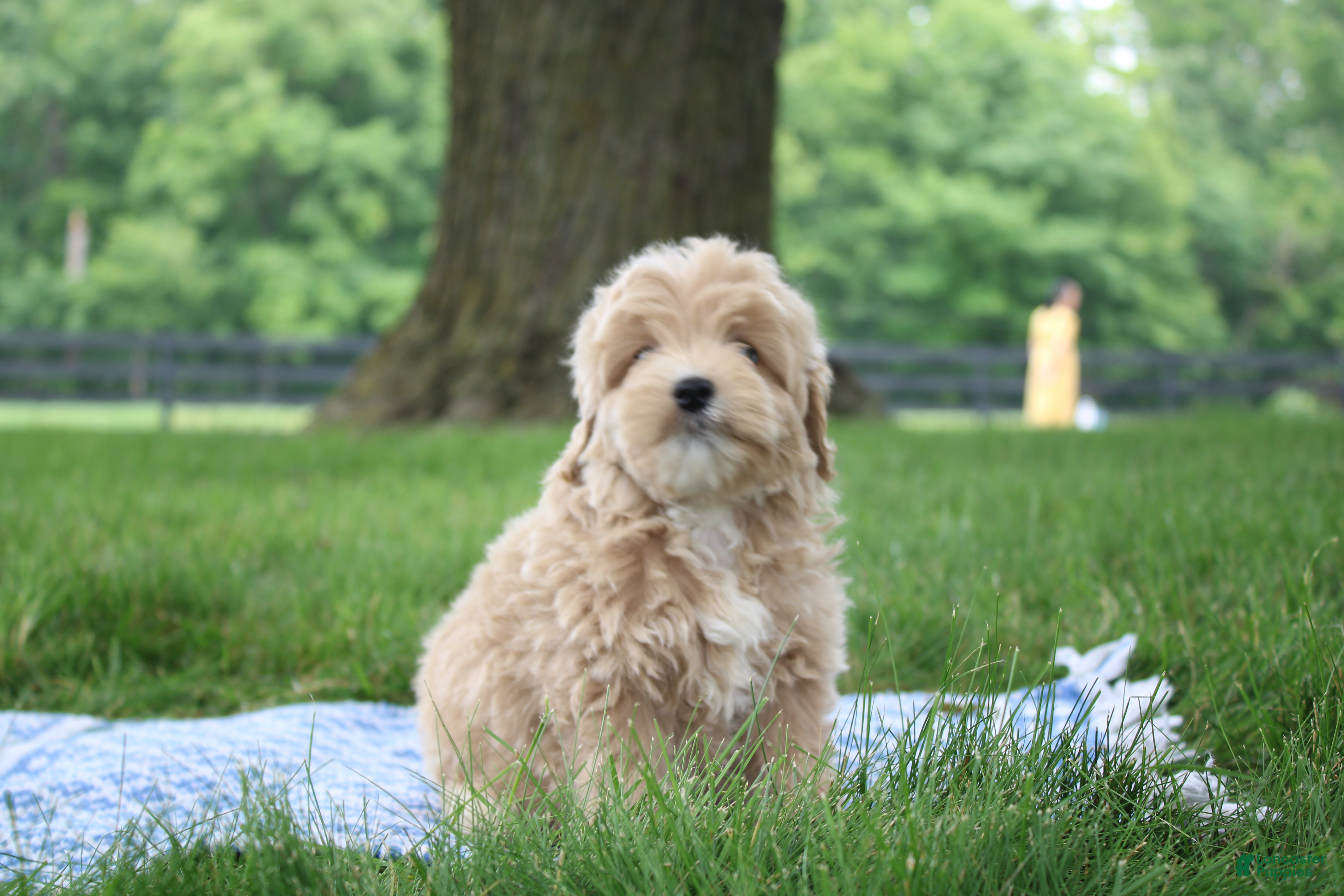 Mini Goldendoodle dogs for sale: Tilly - Ad 4